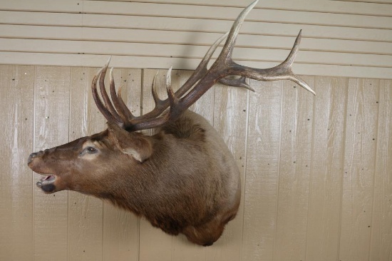 Shoulder Mounted Elk