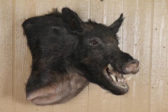 Wild Boar Shoulder Mount
