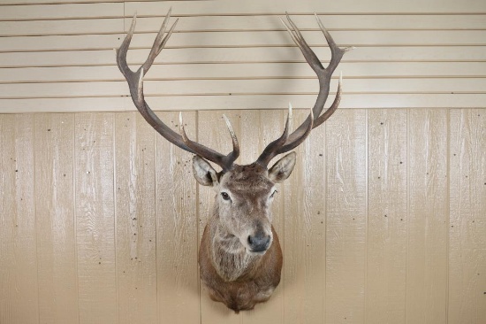Red Stag Shoulder Mount
