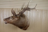 Shoulder Mounted Elk