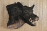 Wild Boar Shoulder Mount