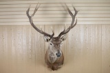 Red Stag Shoulder Mount