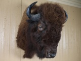 Texas Bison Shoulder Mount