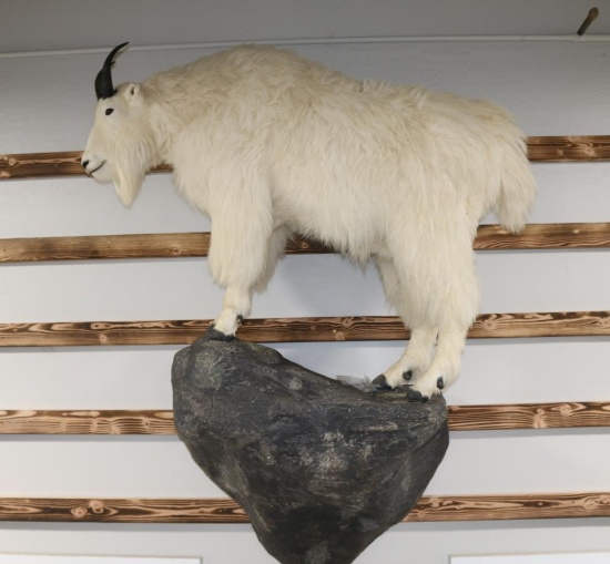 Mountain Goat Mount
