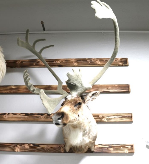 Caribou Shoulder Mount