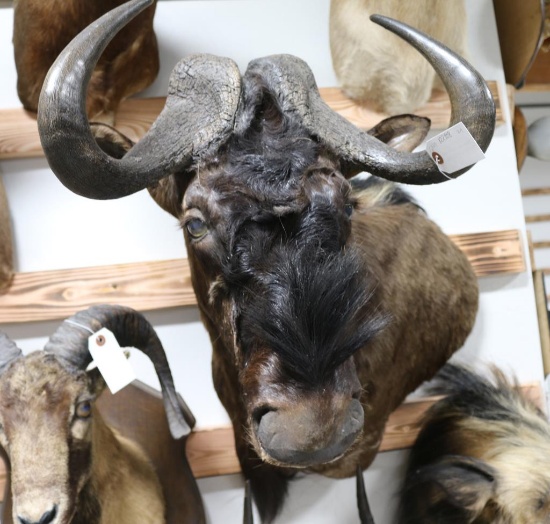 Wildebeest Taxidermy Shoulder Mount