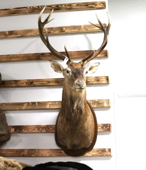 5x5 Bull Elk Shoulder Mount