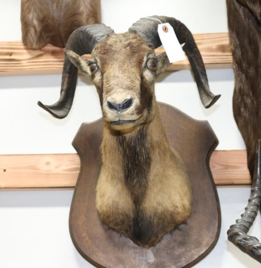 Ram Taxidermy Shoulder Mount