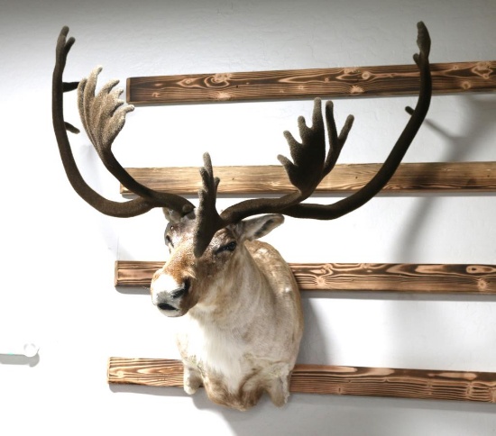 Caribou Shoulder Mount