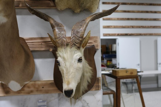 Goat Taxidermy Shoulder Mount on Plaque
