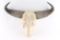 Cape Buffalo Skull