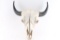 Buffalo Skull Mount