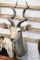 Taxidermy Greater Kudu Mount