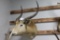 Taxidermy Pair of Impala Mounts
