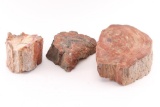 Lot of 3 Pieces of Rainbow Petrified Wood.