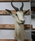 Taxidermy Springbok Mount