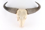 Cape Buffalo Skull