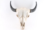 Buffalo Skull Mount
