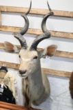 Taxidermy Greater Kudu Mount