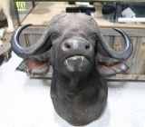 Taxidermy Cape Buffalo Mount
