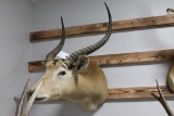 Taxidermy Pair of Impala Mounts