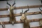 Lot of 2 African Spiral Bock Taxidermy Mounts