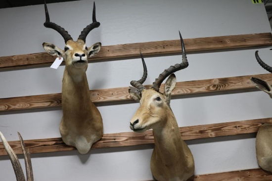 Lot of 2 African Spiral Bock Taxidermy Mounts