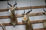 Lot of 2 African Spiral Bock Taxidermy Mounts