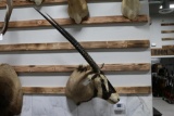 Taxidermy Elan Mount