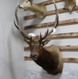 Taxidermy Elk Shoulder Mount