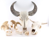 Lot of Animal Skulls
