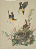 18NG-9 AUDUBON PRINTS