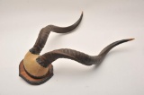 19GE-17 KUDU HORNS