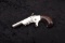 19NP-22 MARLIN DERRINGER