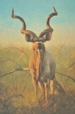 20HI-100 INTL. WILDLIFE FOUND. 