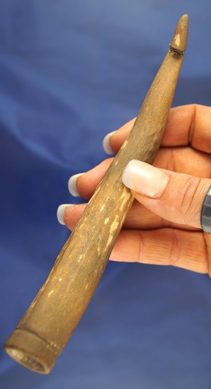 Rare! 6 3/4" Long Deer Antler Atlatl Hook found in Harrison Co., Ohio. Comes with a Partain COA.