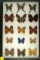 Group of 15 assorted butterflies from Trinadad and Tobago including some White Peacocks