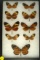 Group of 9 common Tiger butterflies found in Brazil in 1996