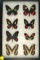 Frame of 8 Swallowtail butterflies found in Costa Rica in 2006