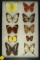 Beautiful group of 10 assorted butterflies from Malaysia, including a Clipper