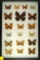 Unique group of 19 assorted butterflies including some 