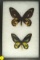 Pair of Ornithoptera Rothschildi, found in the Arfak Mts in Indonesia in 1993