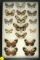 Frame of 17 butterflies found in Brazil in 1996, including 4 Isabella's Longwings