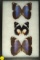 Frame of 3 butterflies including 2 Blue Morpho