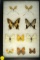 Group of 10 assorted butterflies including a Black Veined White and some Swallowtails