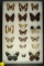 Group of 19 small butterflies including Agathina Emperor, all found in Equador in 1998