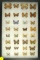 Group of 32 butterflies collected on a trip to Spain in 2001