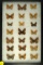 Group of 21 assorted butterflies including some 