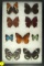 Group of 9 colorful butterflies