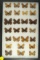 Group of 26 assorted butterflies found in Canada and Northwest US